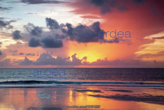 : USA, Georgia, Tybee Island. Sunrise with reflections : USA, Georgia, Tybee Island. Sunrise with reflections