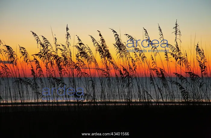 : USA, Georgia, Tybee Island. Sunrise with silhouetted : USA, Georgia, Tybee Island. Sunrise with silhouetted