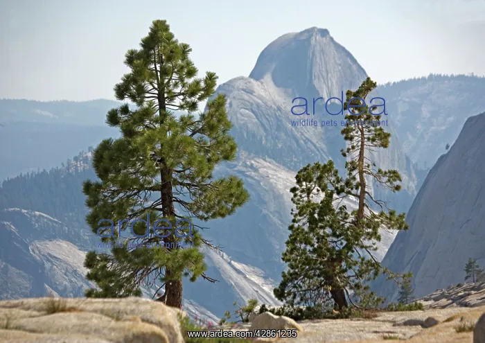 : USA - half dome seen through Jeffrey pine (Pinus : USA - half dome seen through Jeffrey pine (Pinus
