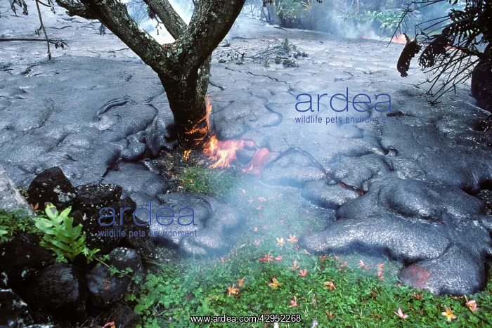 : USA - Hawaii - Big Island - Eruption of the Pu'u : USA - Hawaii - Big Island - Eruption of the Pu'u