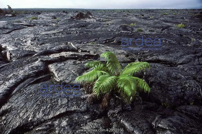 : USA - Hawaii - Big Island - Hawaii Volcanoes National Park : USA - Hawaii - Big Island - Hawaii Volcanoes National Park
