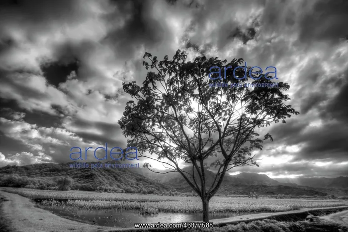 : USA, Hawaii, Kauai, Infrared image of Lone tree : USA, Hawaii, Kauai, Infrared image of Lone tree