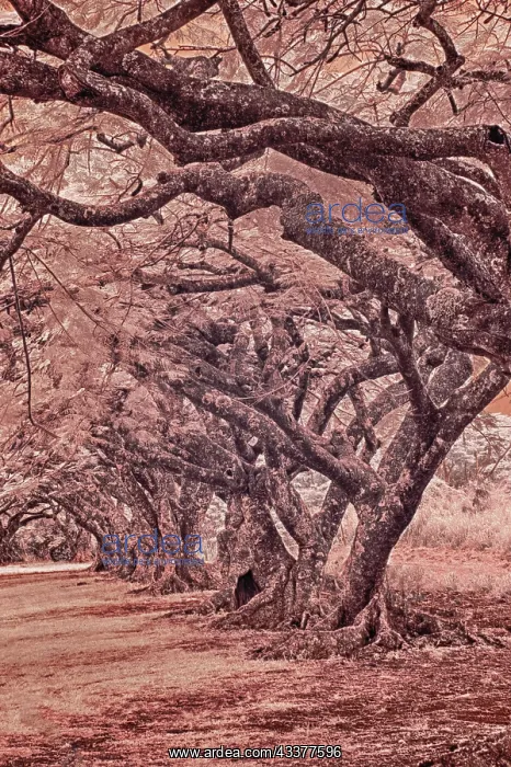 : USA, Hawaii, Kauai, Infrared Island of rows of trees : USA, Hawaii, Kauai, Infrared Island of rows of trees