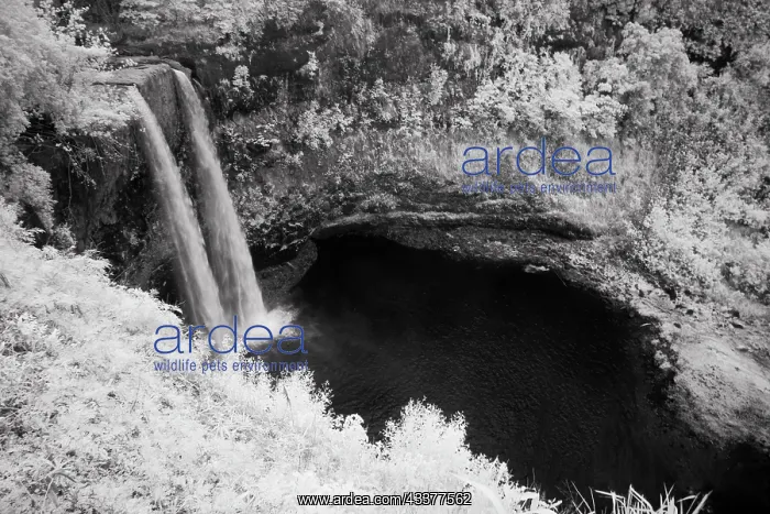 : USA, Hawaii, Kauai, Infrared Island of Wailua Falls : USA, Hawaii, Kauai, Infrared Island of Wailua Falls