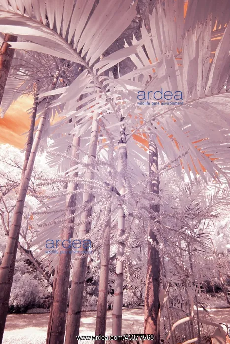 : USA, Hawaii, Kauai, Infrared of palm trees of Kauai : USA, Hawaii, Kauai, Infrared of palm trees of Kauai