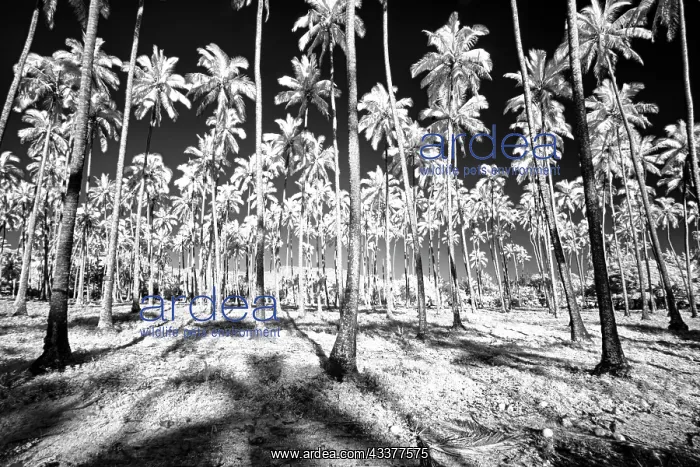 : USA, Hawaii, Kauai, Infrared of palm trees of Kauai : USA, Hawaii, Kauai, Infrared of palm trees of Kauai