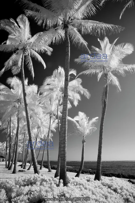 : USA, Hawaii, Kauai, Infrared of palm trees of Kauai : USA, Hawaii, Kauai, Infrared of palm trees of Kauai