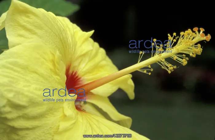 : USA, Hawaii, Maui, Hibiscus : USA, Hawaii, Maui, Hibiscus