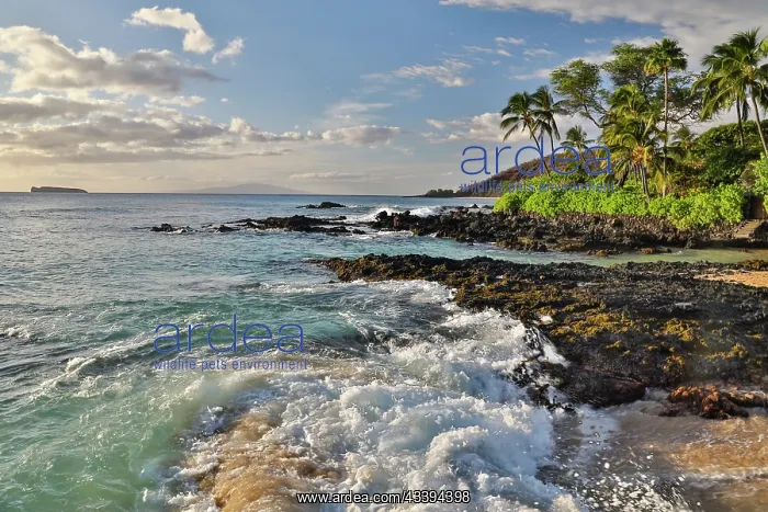 : USA, Hawaii, Maui, Makena. White sands of Makena : USA, Hawaii, Maui, Makena. White sands of Makena