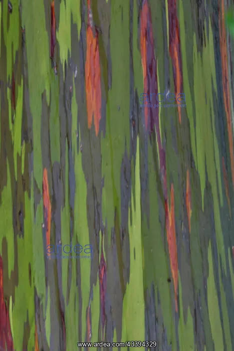 : USA, Hawaii, Maui. Rainbow eucalyptus : USA, Hawaii, Maui. Rainbow eucalyptus