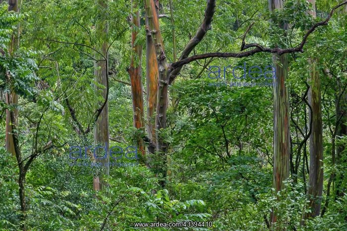 : USA, Hawaii, Maui. Rainbow eucalyptus forest : USA, Hawaii, Maui. Rainbow eucalyptus forest