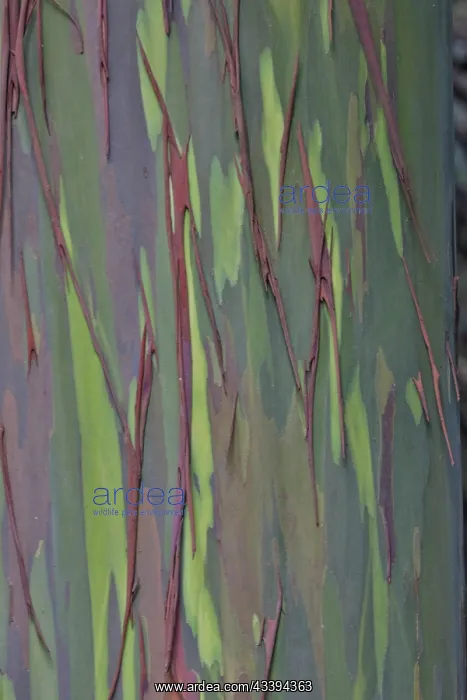 : USA, Hawaii, Maui. Rainbow eucalyptus tree trunk : USA, Hawaii, Maui. Rainbow eucalyptus tree trunk