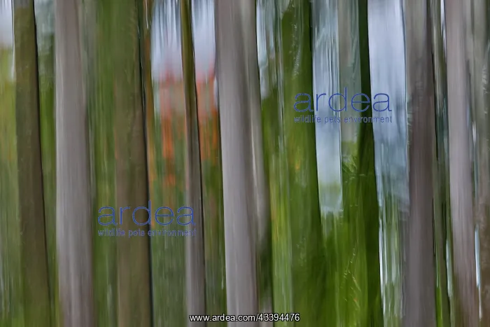 : USA, Hawaii, Maui. Rainbow eucalyptus tree trunks : USA, Hawaii, Maui. Rainbow eucalyptus tree trunks