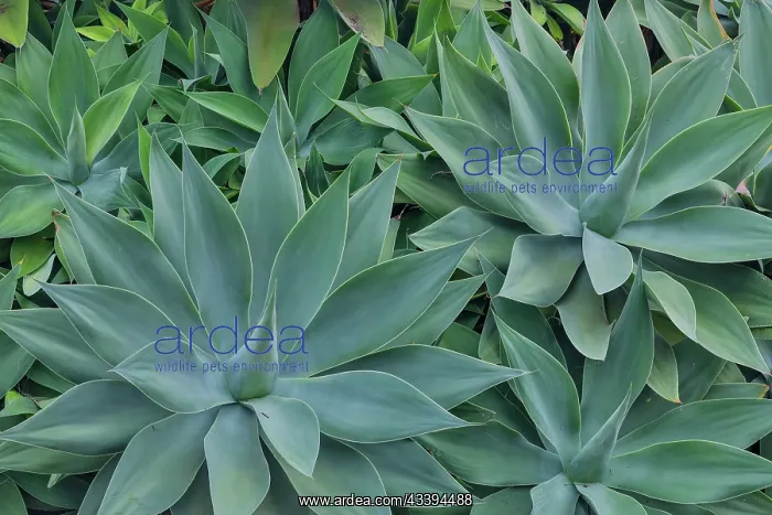 : USA, Hawaii, Maui. Tropical garden and blue green : USA, Hawaii, Maui. Tropical garden and blue green