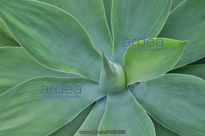 : USA, Hawaii, Maui. Tropical garden and blue green : USA, Hawaii, Maui. Tropical garden and blue green