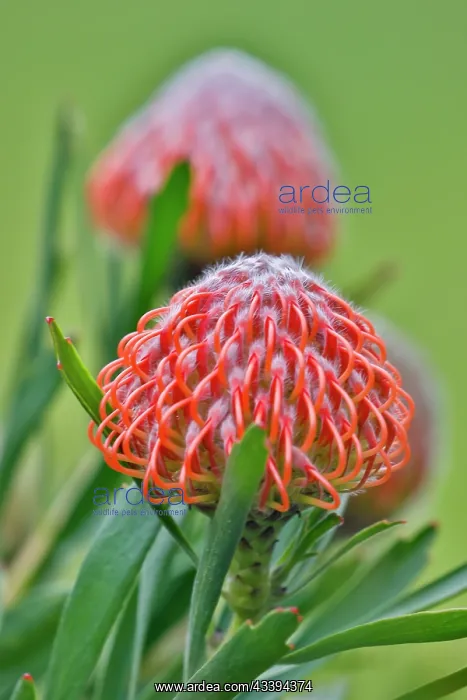 : USA, Hawaii, Maui. Tropical garden with orange Protea : USA, Hawaii, Maui. Tropical garden with orange Protea