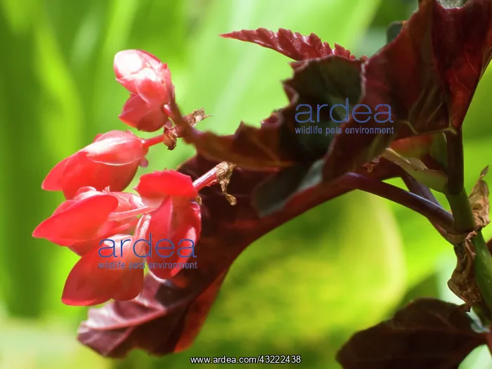 : USA, Hawaii, Oahu. A'ali'i flower : USA, Hawaii, Oahu. A'ali'i flower