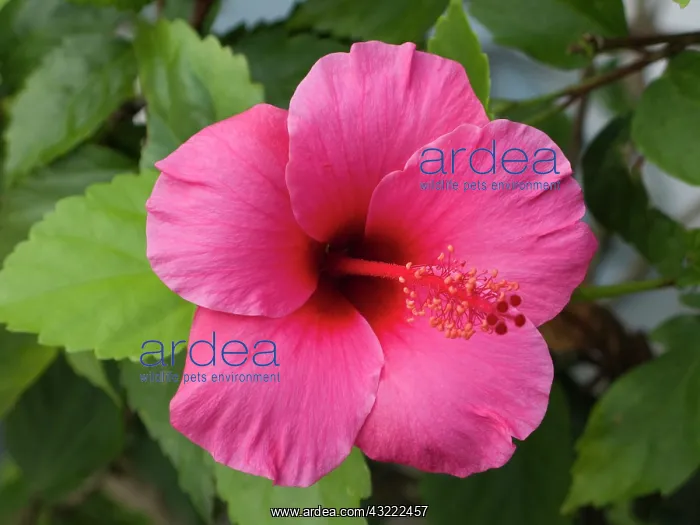 : USA, Hawaii, Oahu. The Hibiscus is the official : USA, Hawaii, Oahu. The Hibiscus is the official