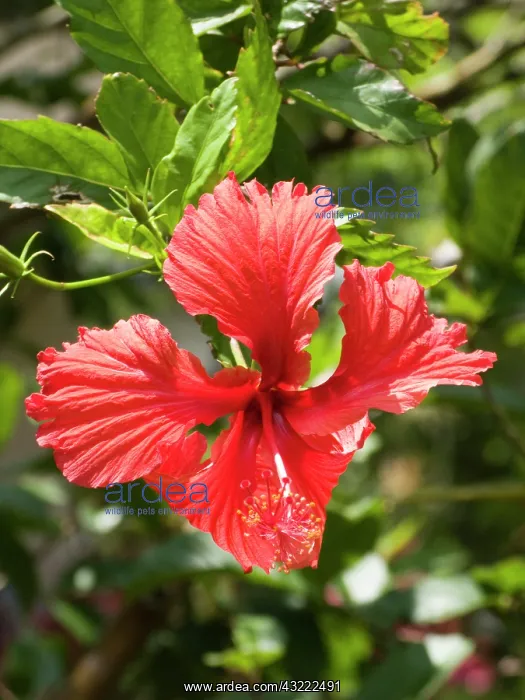 : USA, Hawaii, Oahu. A type of Hibiscus flower : USA, Hawaii, Oahu. A type of Hibiscus flower