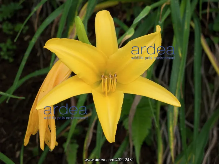  : USA, Hawaii, Oahu. A type of Lily flower