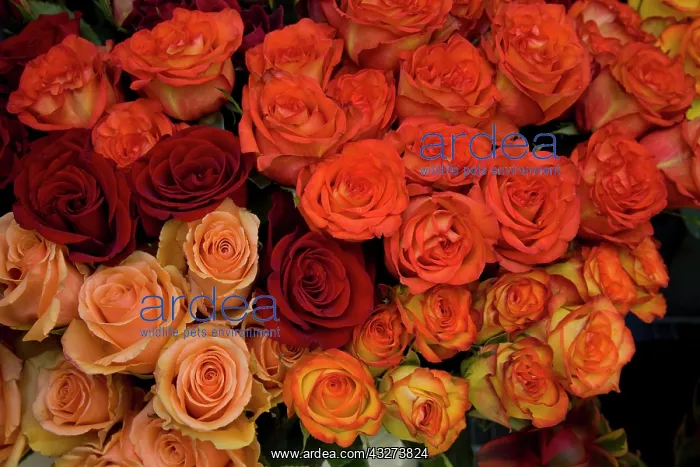 : USA, Hawaii. Roses : USA, Hawaii. Roses