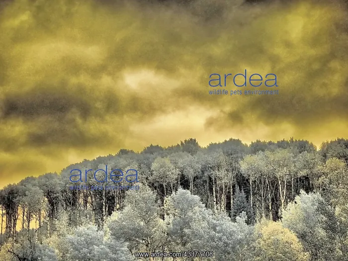 : USA, Idaho, Aspens a with clouds : USA, Idaho, Aspens a with clouds
