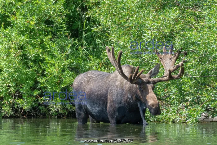 : USA, Idaho. Bull Moose in Teton River : USA, Idaho. Bull Moose in Teton River