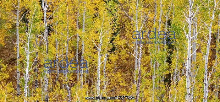 : USA, Idaho, Highway 36 west of Liberty and hillsides : USA, Idaho, Highway 36 west of Liberty and hillsides