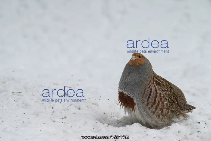 : USA, Idaho. Hungarian partridge often visit the dropping : USA, Idaho. Hungarian partridge often visit the dropping