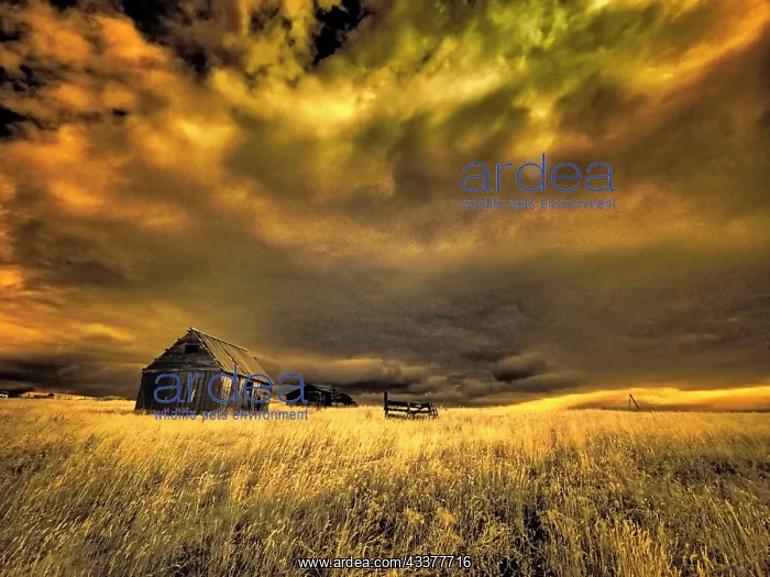 : USA, Idaho, Liberty, Infrared of old cabin near Liberty : USA, Idaho, Liberty, Infrared of old cabin near Liberty