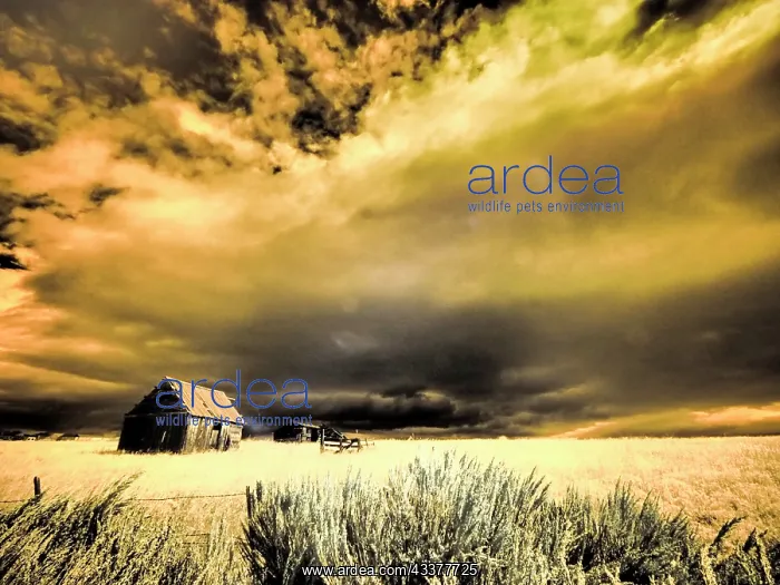  : USA, Idaho, Liberty, Infrared of old cabin near Liberty