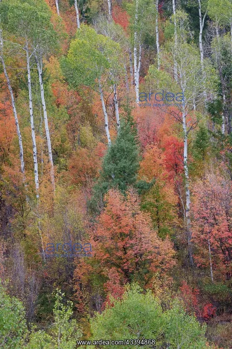 : USA, Idaho, Liberty. Mink Creek, Highway 36, hillside : USA, Idaho, Liberty. Mink Creek, Highway 36, hillside