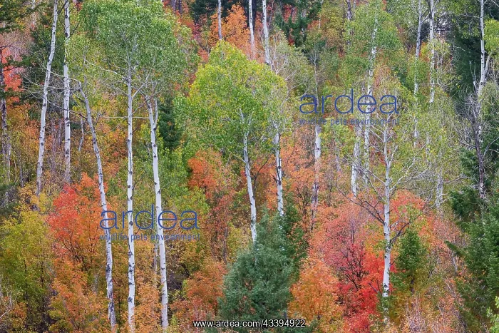 : USA, Idaho, Liberty. Mink Creek, Highway 36, hillside : USA, Idaho, Liberty. Mink Creek, Highway 36, hillside