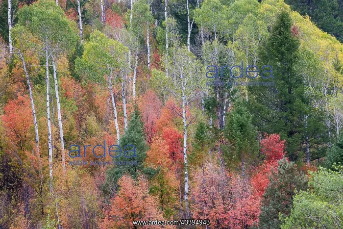 : USA, Idaho, Liberty. Mink Creek, Highway 36, hillside : USA, Idaho, Liberty. Mink Creek, Highway 36, hillside