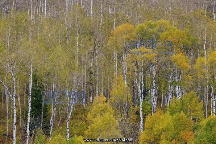 : USA, Idaho, Liberty. Mink Creek, Highway 36, Aspen : USA, Idaho, Liberty. Mink Creek, Highway 36, Aspen