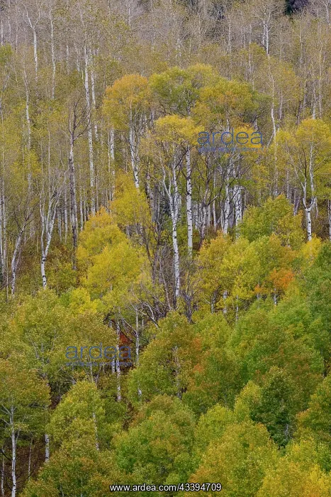 : USA, Idaho, Liberty. Mink Creek, Highway 36, Aspen : USA, Idaho, Liberty. Mink Creek, Highway 36, Aspen