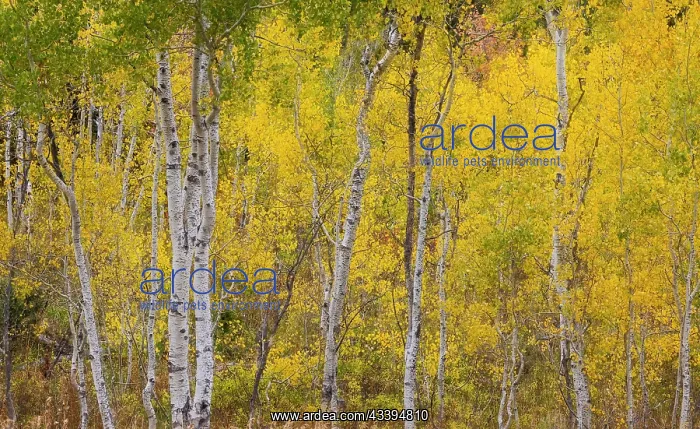 : USA, Idaho, Liberty. Mink Creek, Highway 36, Aspen : USA, Idaho, Liberty. Mink Creek, Highway 36, Aspen