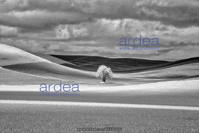 : USA, Idaho, Palouse Country, Lone tree and Infrared : USA, Idaho, Palouse Country, Lone tree and Infrared
