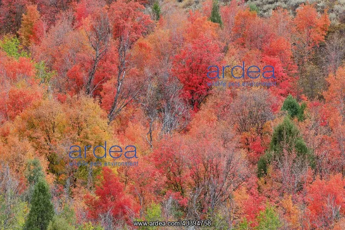 : USA, Idaho. St. Charles along Green Canyon Road : USA, Idaho. St. Charles along Green Canyon Road