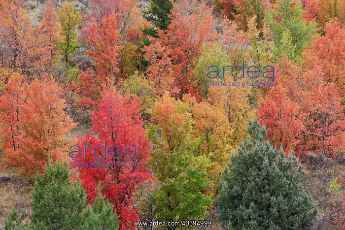 : USA, Idaho. St. Charles along Green Canyon Road : USA, Idaho. St. Charles along Green Canyon Road