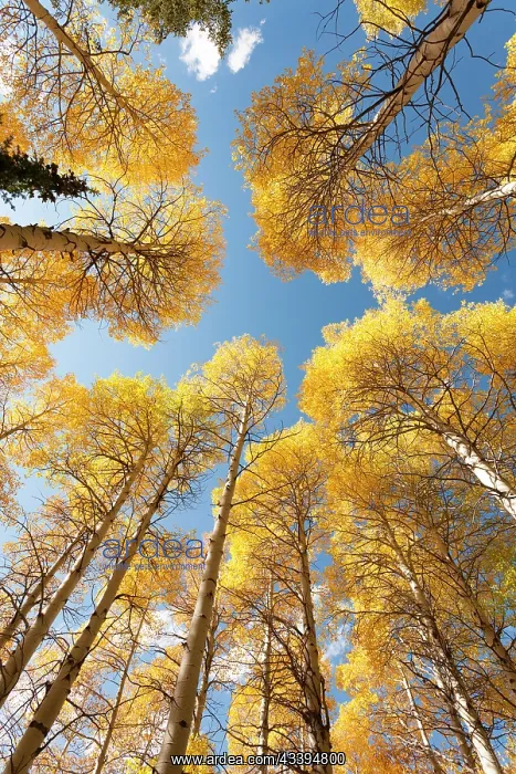 : USA, Idaho, Targhee National Forest. Looking up : USA, Idaho, Targhee National Forest. Looking up
