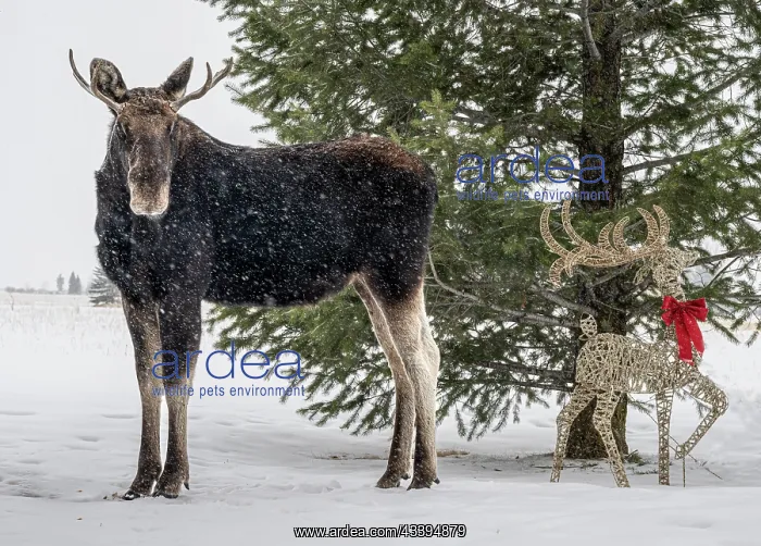: USA, Idaho. Young bull moose and a decorated Christmas : USA, Idaho. Young bull moose and a decorated Christmas