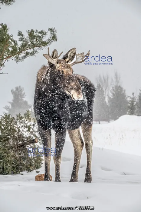 : USA, Idaho. Young bull moose portrait in a snow : USA, Idaho. Young bull moose portrait in a snow