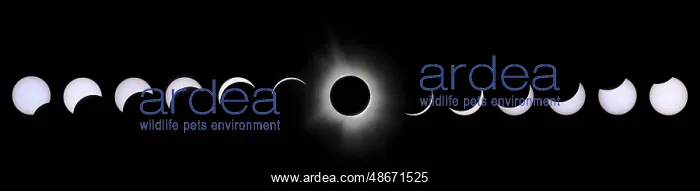: USA, Indiana, Carmel. Composite of total solar eclipse : USA, Indiana, Carmel. Composite of total solar eclipse