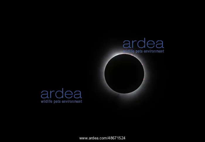 : USA, Indiana, Carmel. Total solar eclipse with corona : USA, Indiana, Carmel. Total solar eclipse with corona