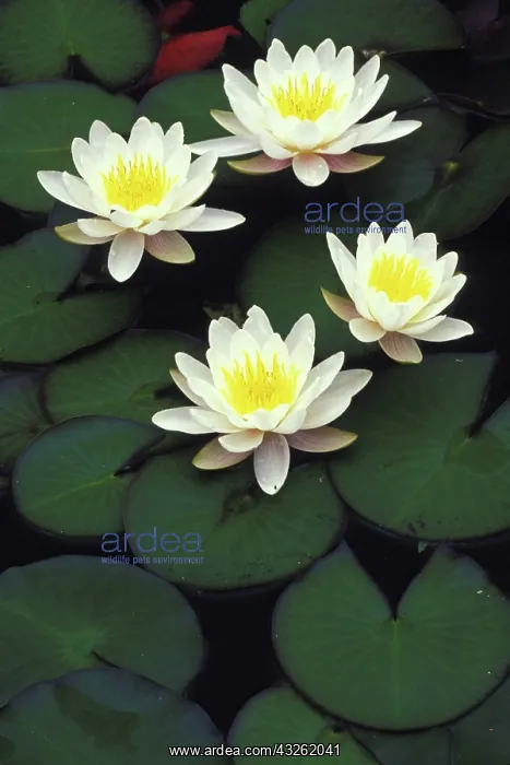 : USA, Indiana. Hybrid water lilies : USA, Indiana. Hybrid water lilies