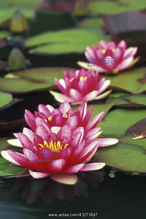 : USA, Indiana. Hybrid water lilies : USA, Indiana. Hybrid water lilies