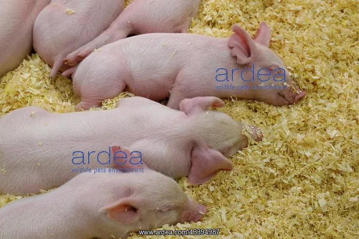 : USA, Indiana, Indianapolis. Sleeping pink piglets : USA, Indiana, Indianapolis. Sleeping pink piglets