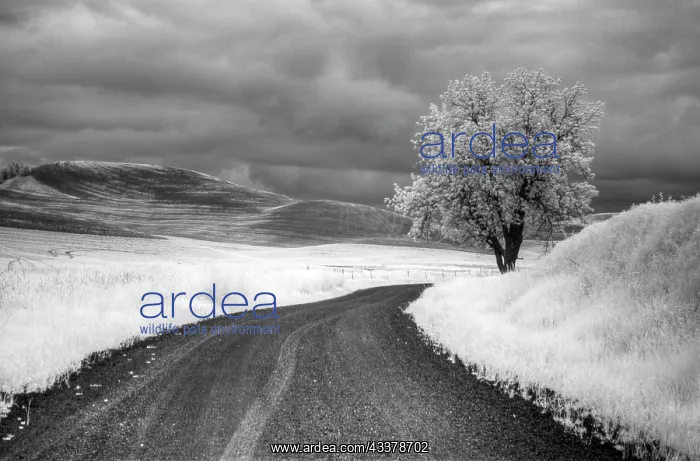 : USA, Infrared Palouse fields, Backroad and Tree : USA, Infrared Palouse fields, Backroad and Tree