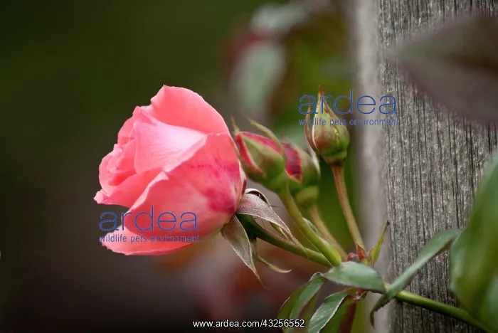 : USA, Kansas, Pink Tea Cup Rose : USA, Kansas, Pink Tea Cup Rose